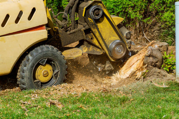 Reliable Lynnwood Pricedale, PA Tree Service Solutions